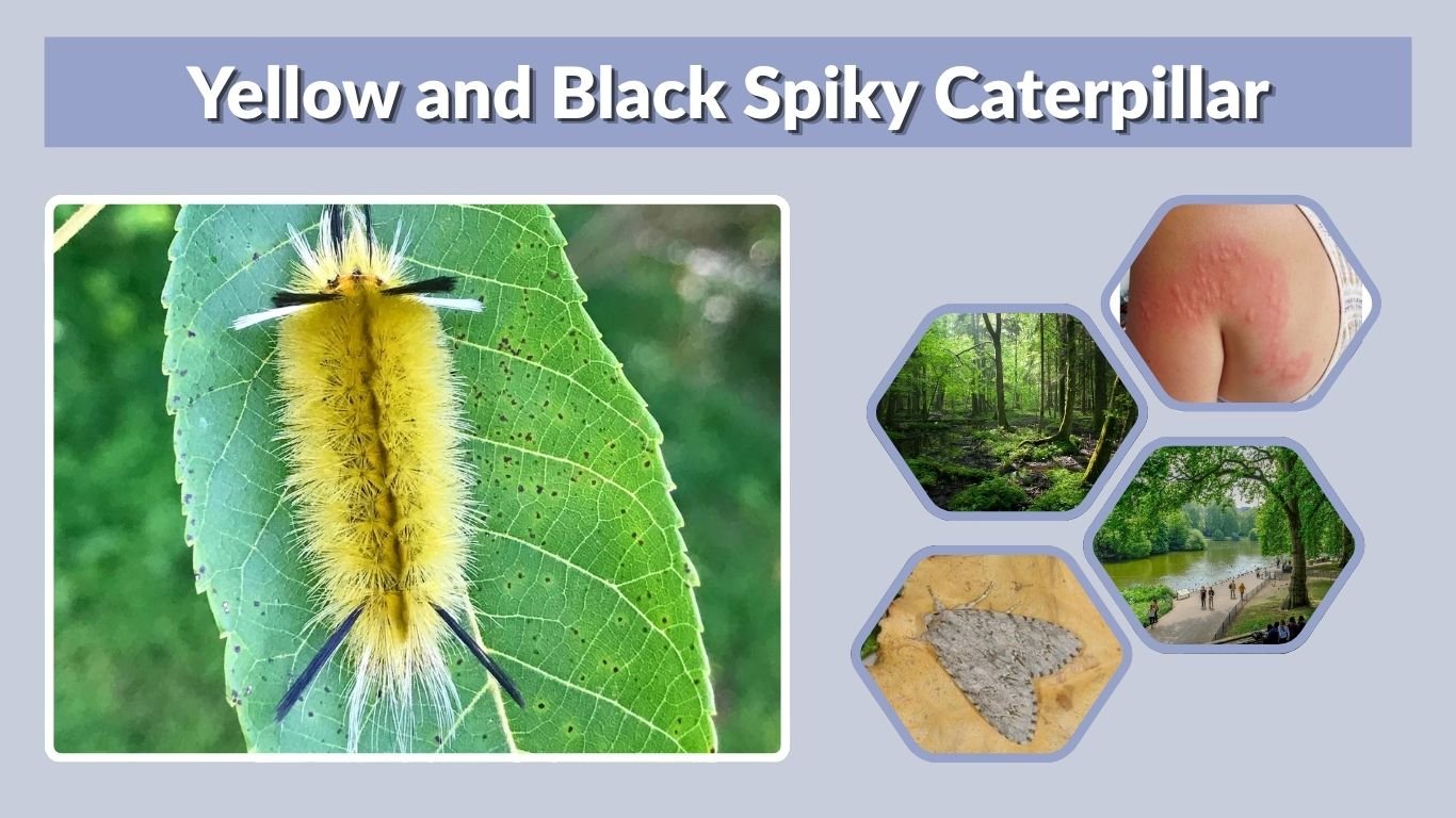 Yellow and Black Spiky Caterpillar: Identification & Safety