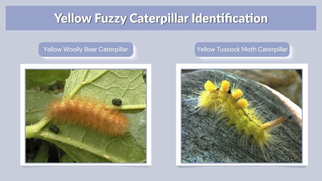 Yellow Fuzzy Caterpillar Identification