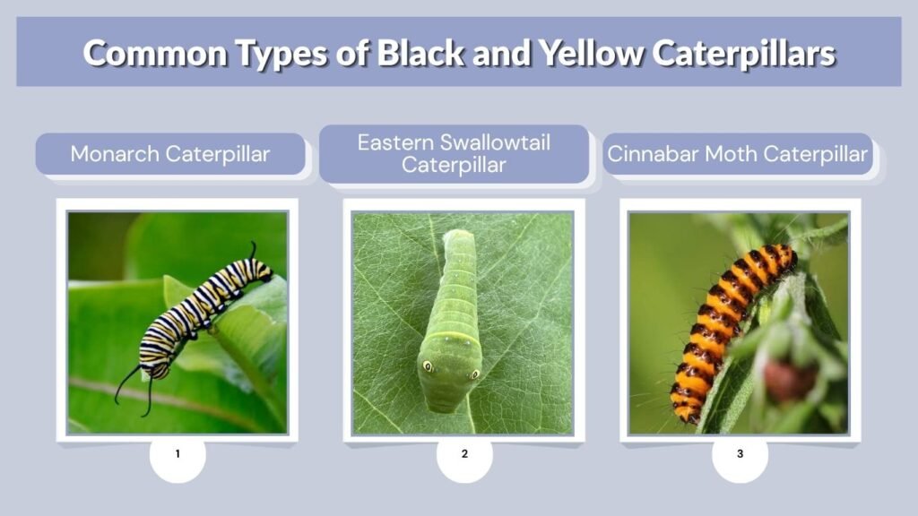 Common Types of Black and Yellow Caterpillars