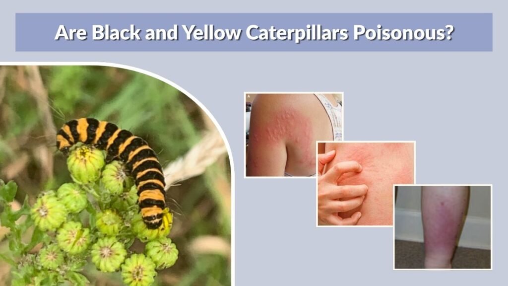 Are Black and Yellow Caterpillars Poisonous?