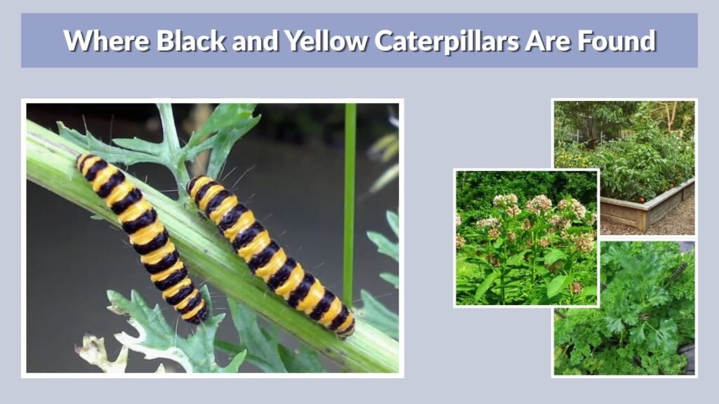 Where Black and Yellow Caterpillars Are Found