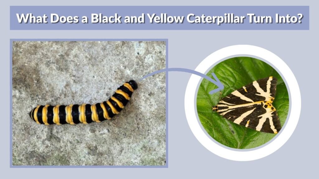 What Does a Black and Yellow Caterpillar Turn Into?