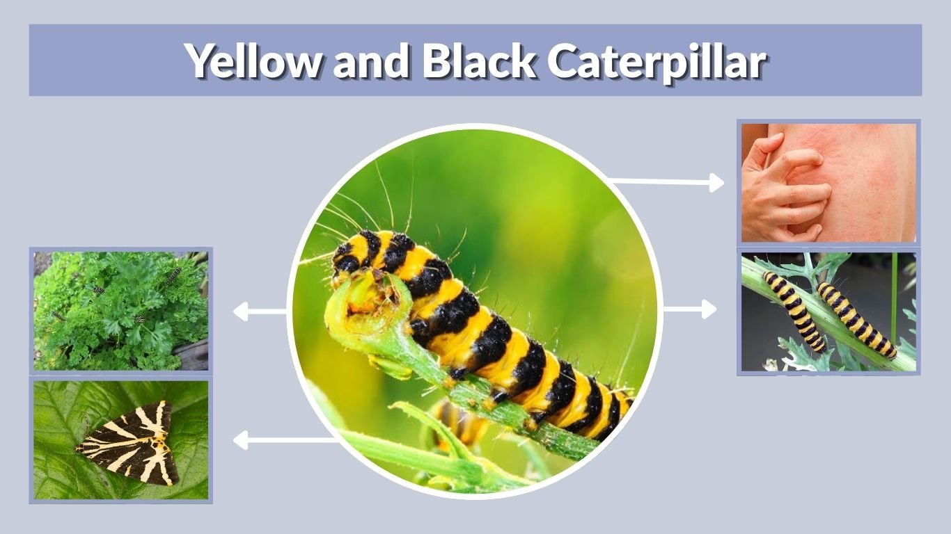 Yellow and Black Caterpillar: Types, Safety and Facts
