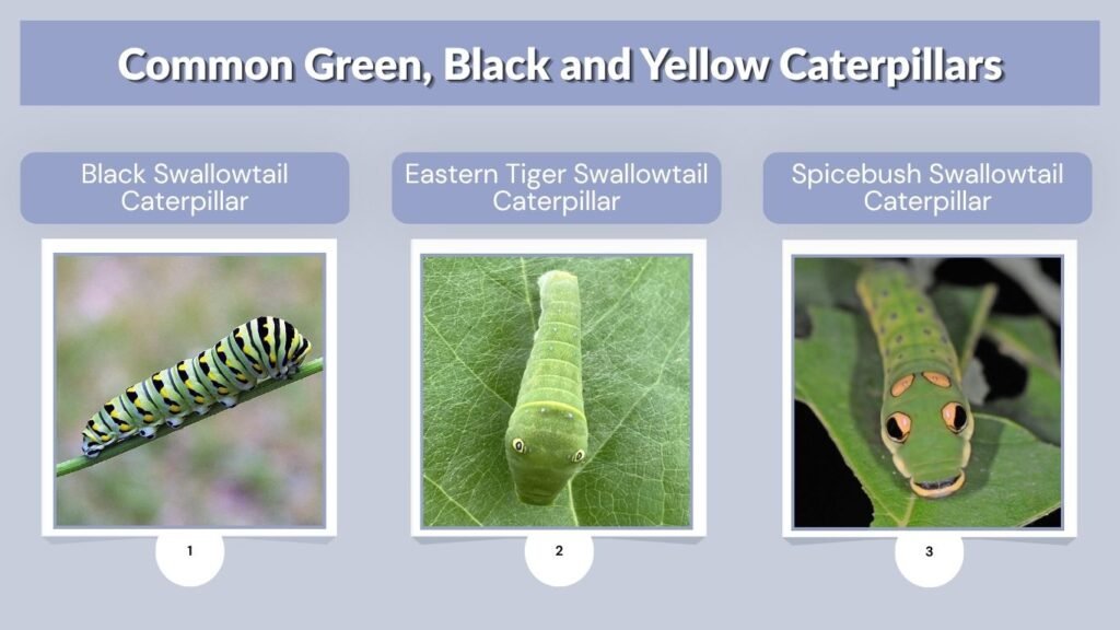 Common Green, Black and Yellow Caterpillars
