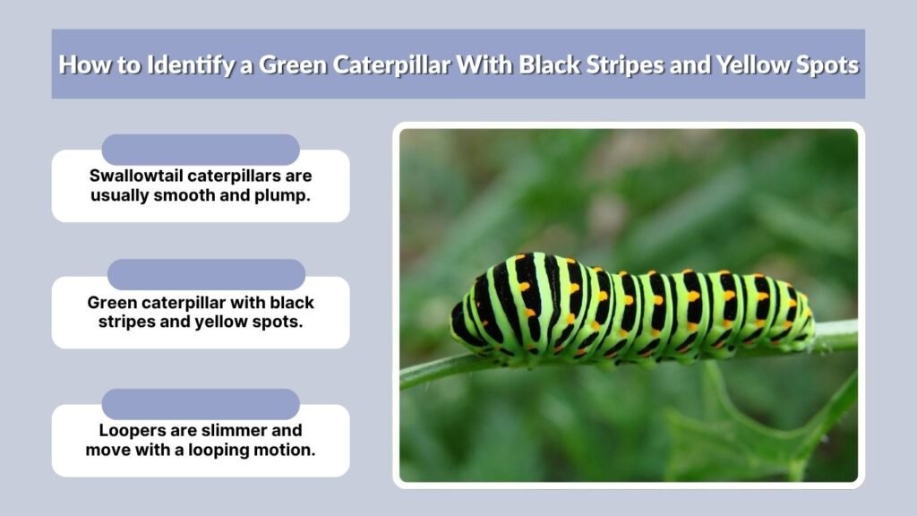 How to Identify a Green Caterpillar With Black Stripes and Yellow Spots
