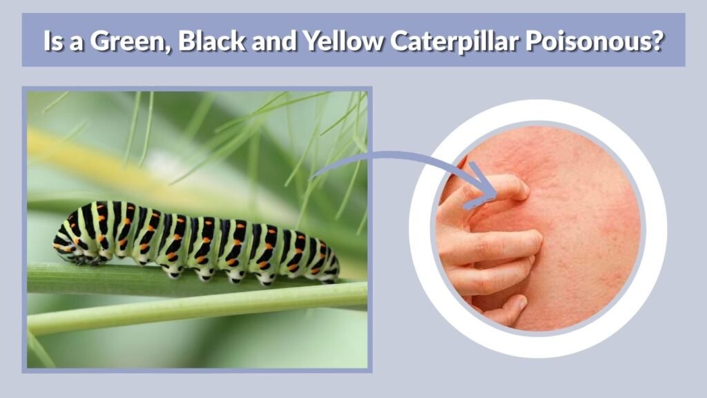 Is a Green, Black and Yellow Caterpillar Poisonous?