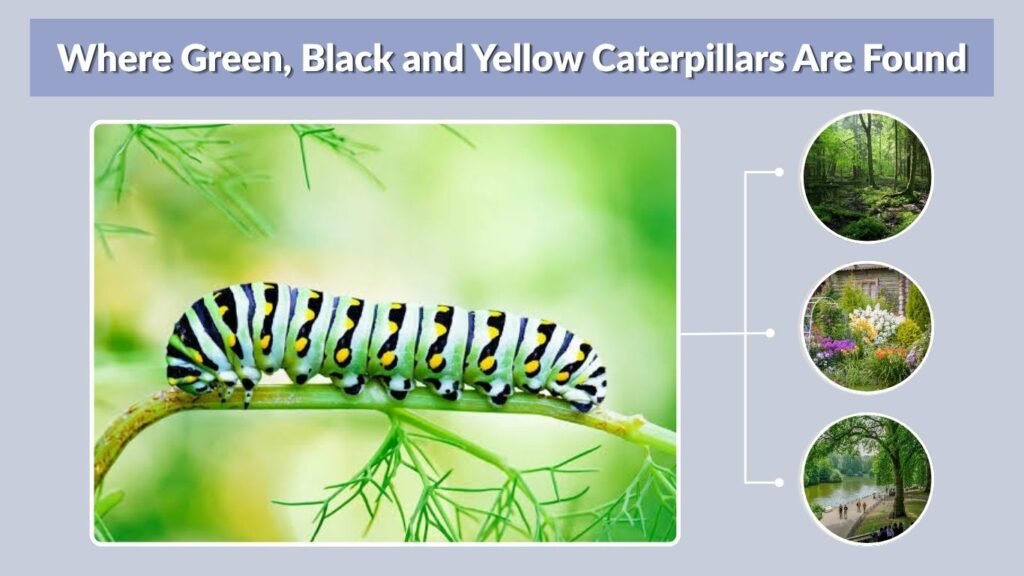 Where Green, Black and Yellow Caterpillars Are Found