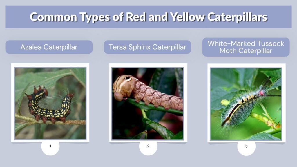 Common Types of Red and Yellow Caterpillars