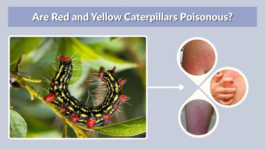 Are Red and Yellow Caterpillars Poisonous?