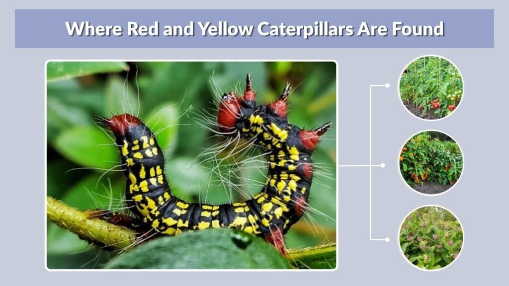Where Red and Yellow Caterpillars Are Found
