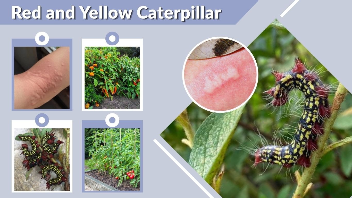 Red and Yellow Caterpillar: Identification and Safety