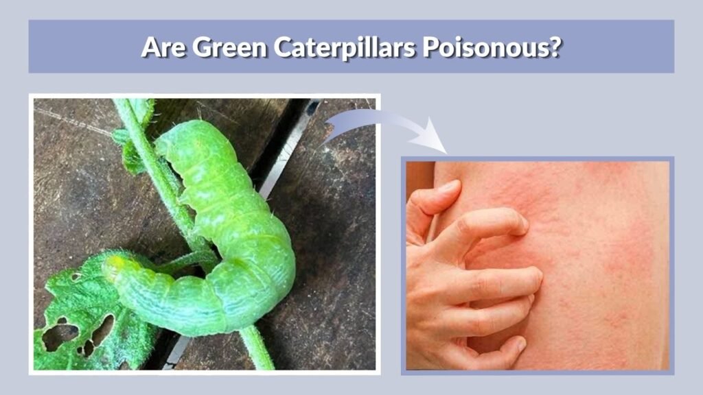 Are Green Caterpillars Poisonous?
