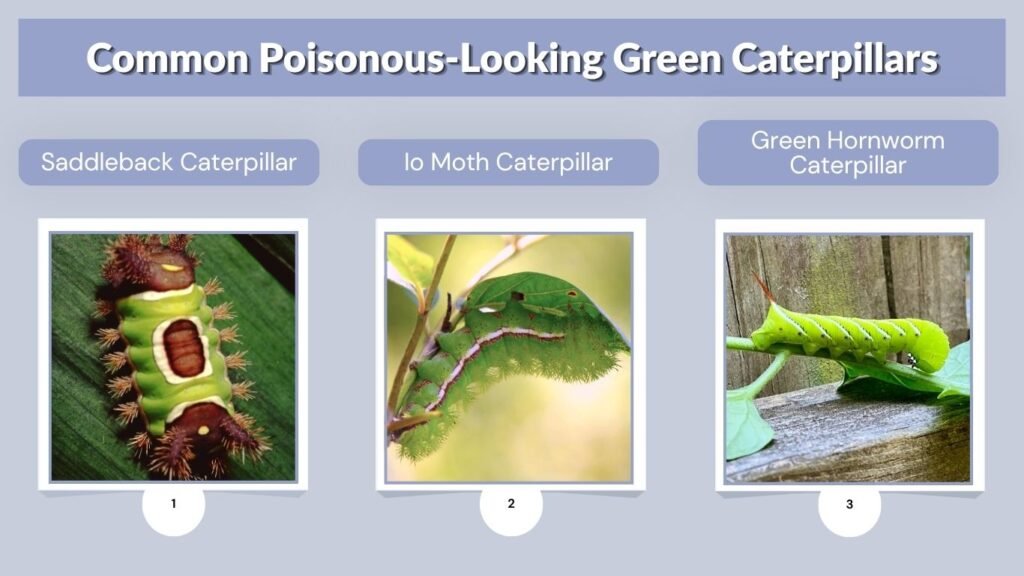 Common Poisonous-Looking Green Caterpillars
