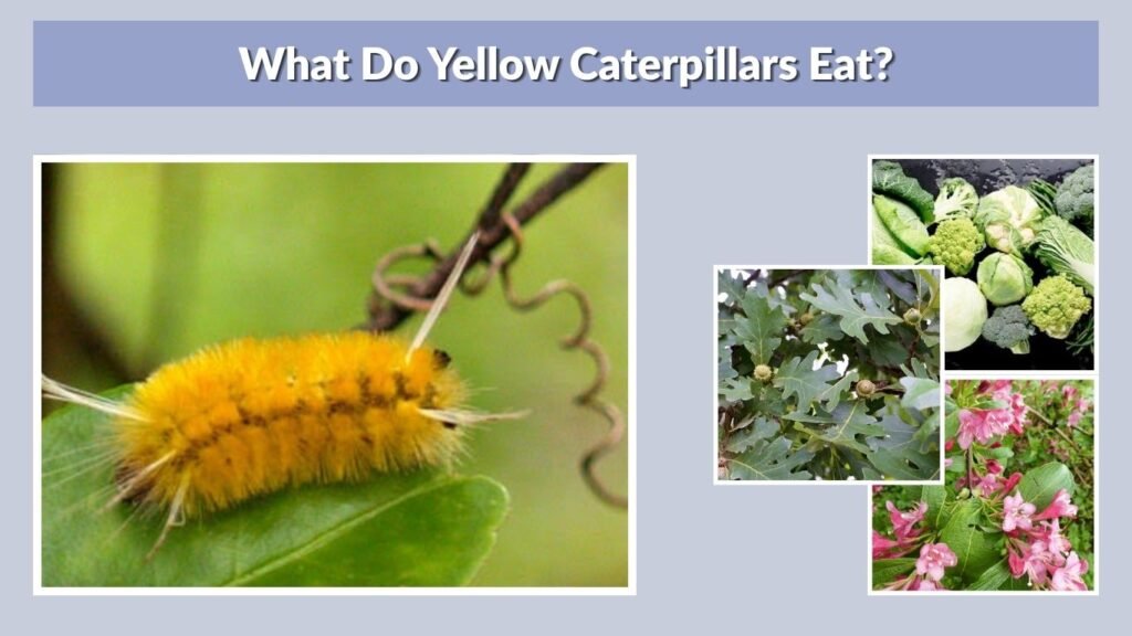 What Do Yellow Caterpillars Eat?