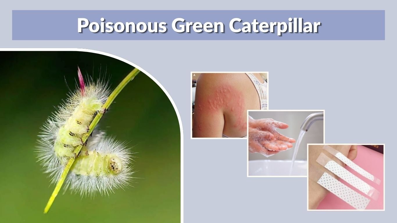 Poisonous Green Caterpillar Identification and Safety