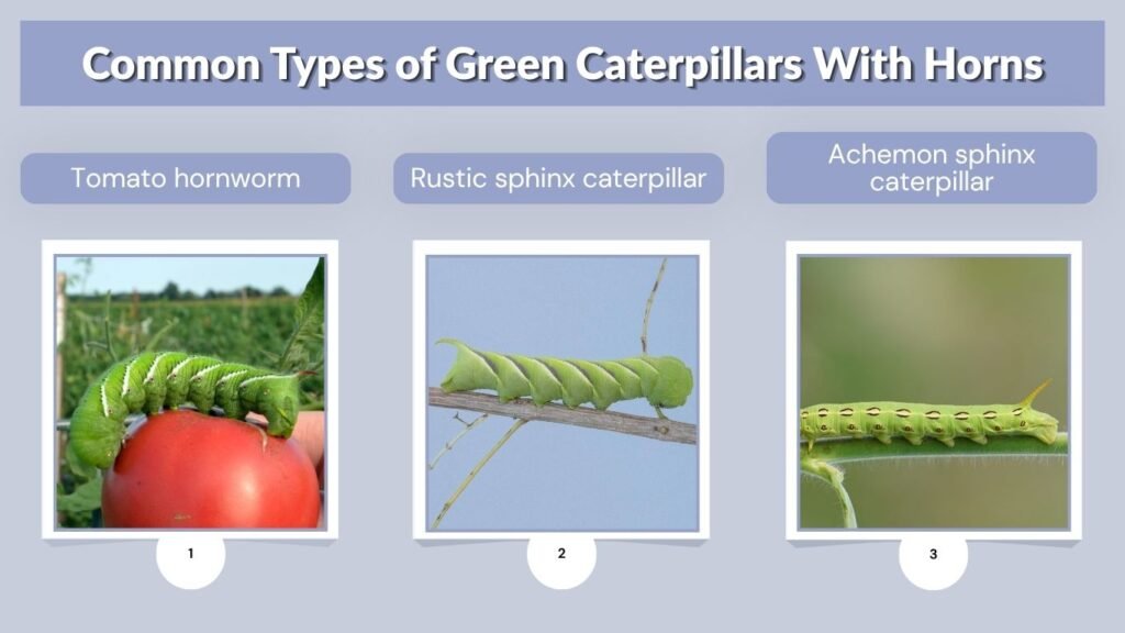 Common Types of Green Caterpillars With Horns