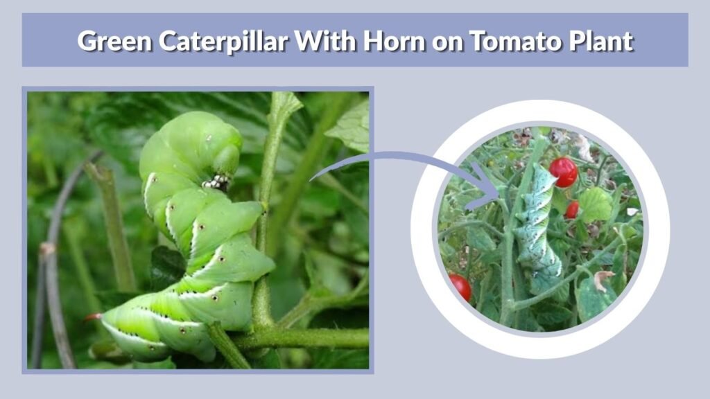 Green Caterpillar With Horn on Tomato Plant