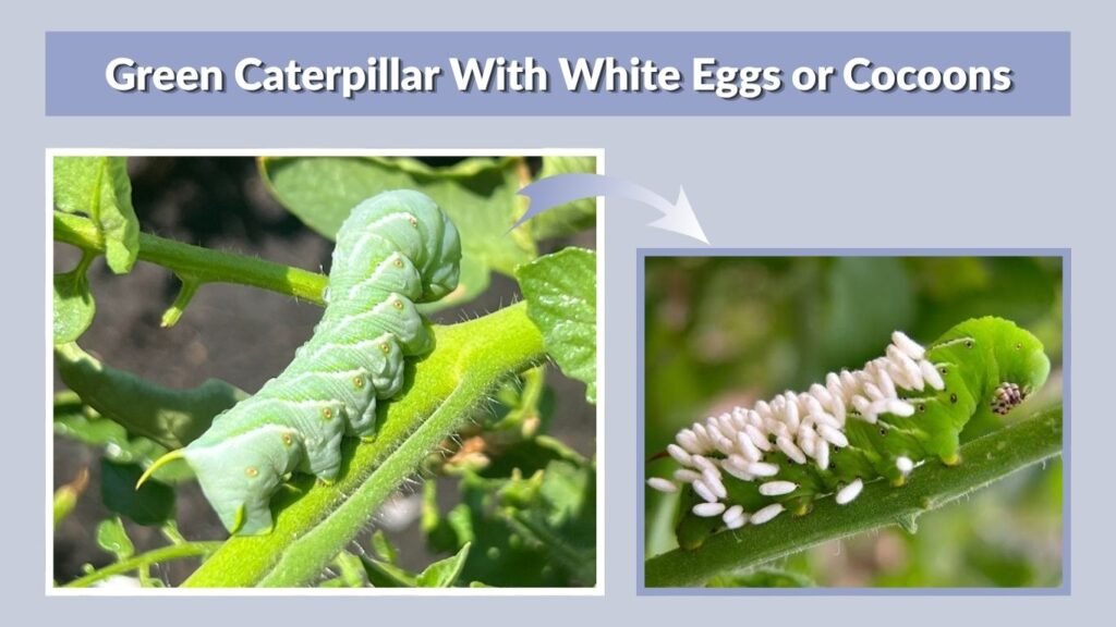 Green Caterpillar With White Eggs or Cocoons