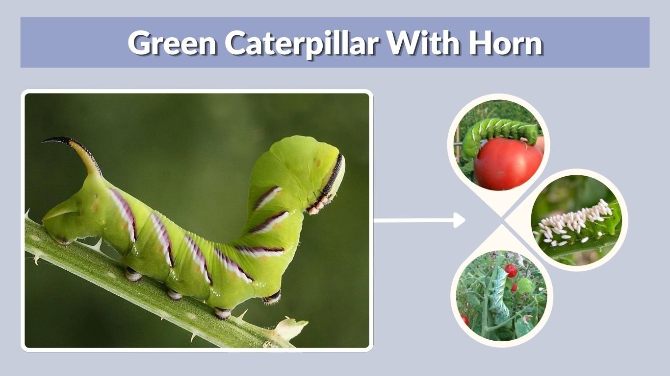 Green Caterpillar With Horn: Identification and Safety Guide