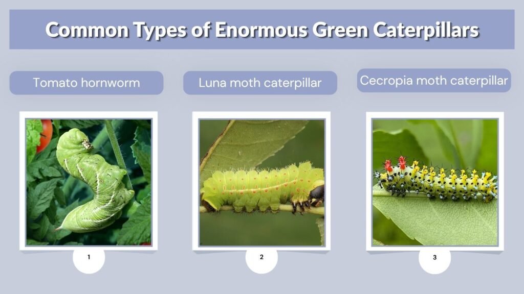 Common Types of Enormous Green Caterpillars