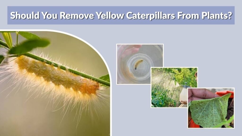 Should You Remove Yellow Caterpillars From Plants?