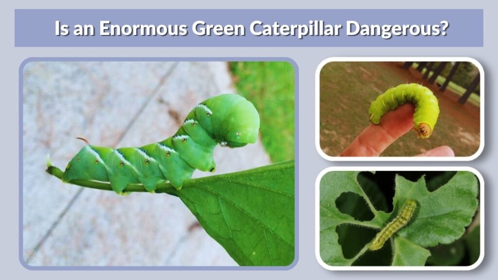 Is an Enormous Green Caterpillar Dangerous?
