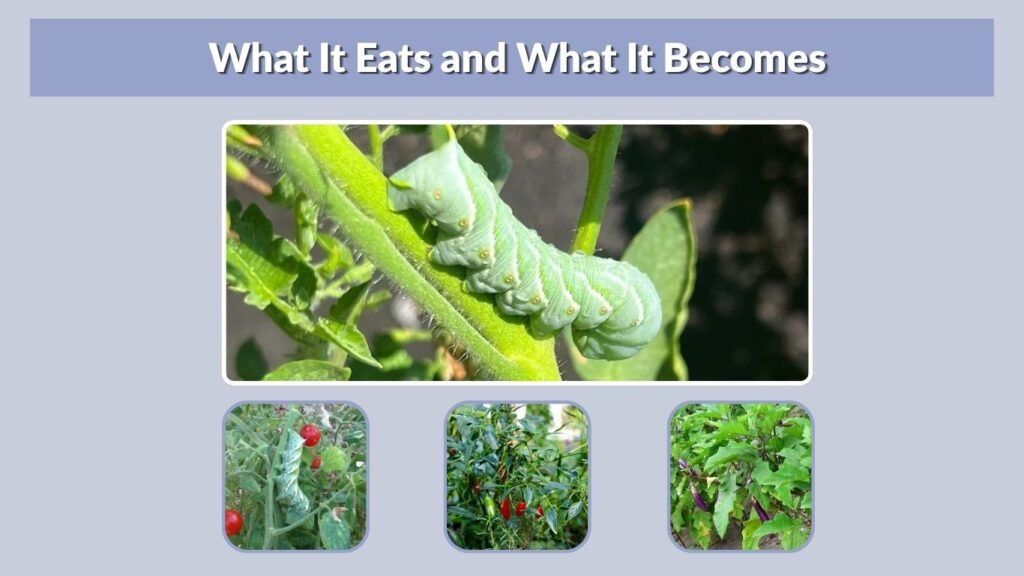 What It Eats and What It Becomes