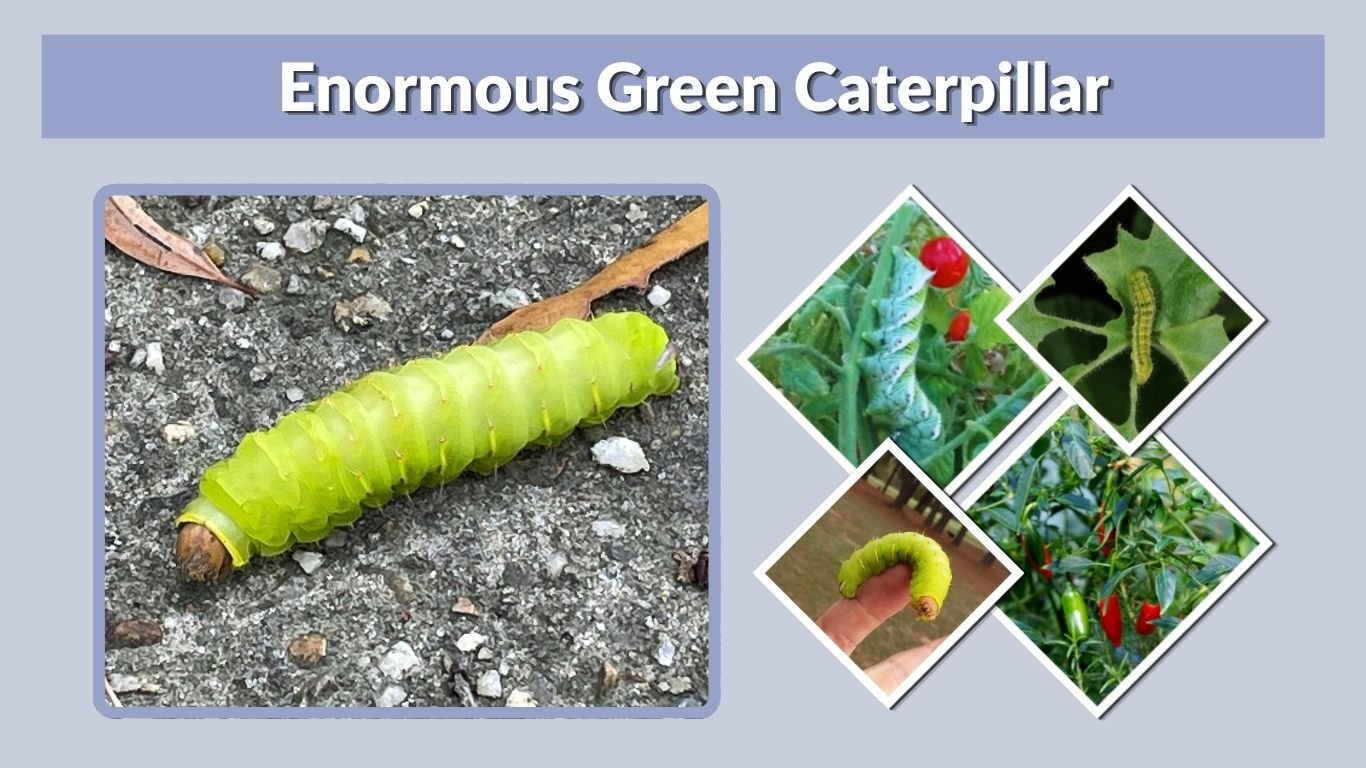 Enormous Green Caterpillar: Identification Guide and Facts
