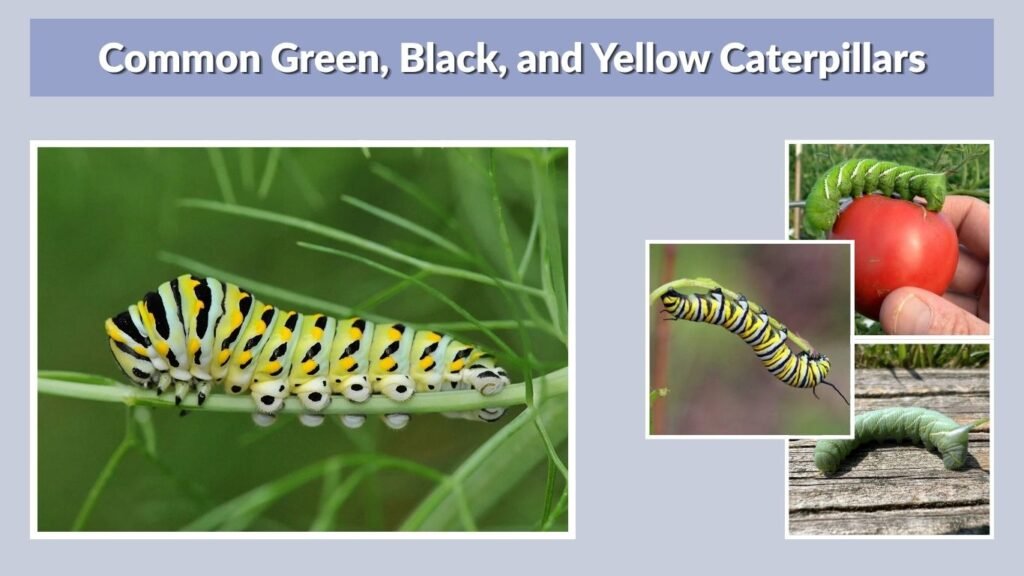 Common Green, Black, and Yellow Caterpillars