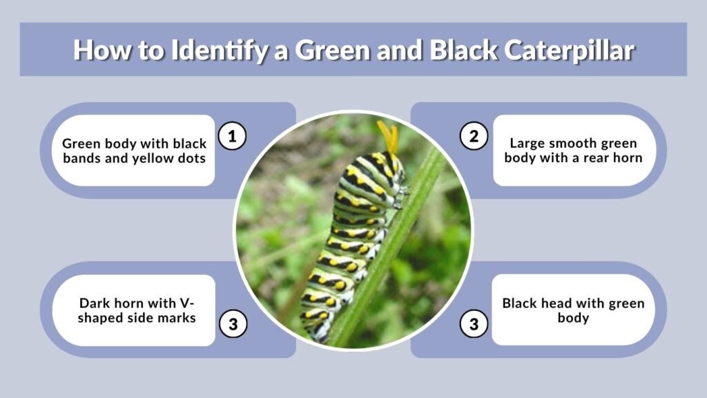 How to Identify a Green and Black Caterpillar