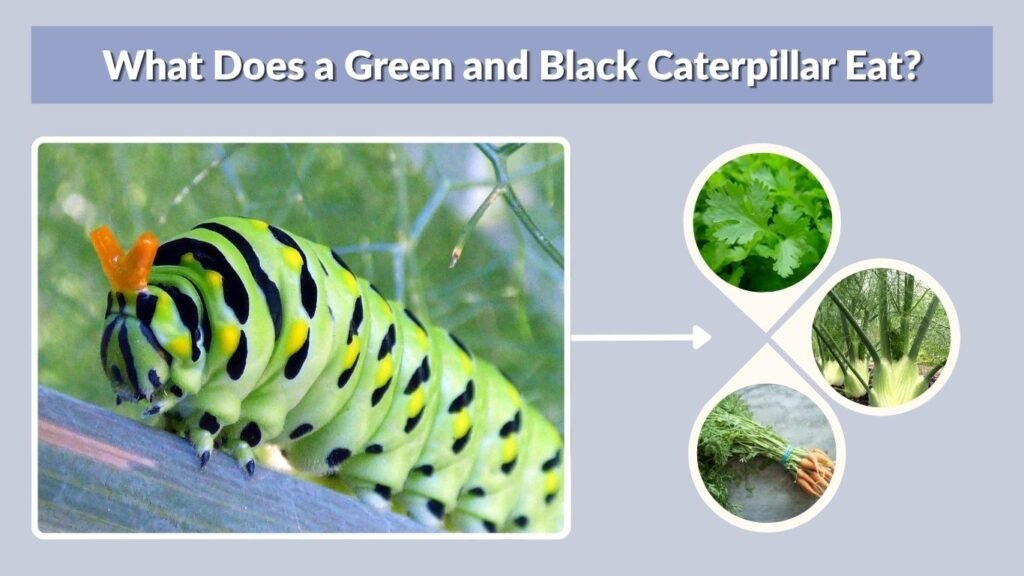 What Does a Green and Black Caterpillar Eat?