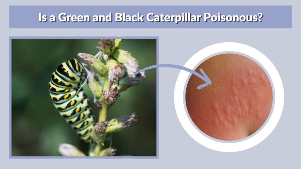 Is a Green and Black Caterpillar Poisonous?
