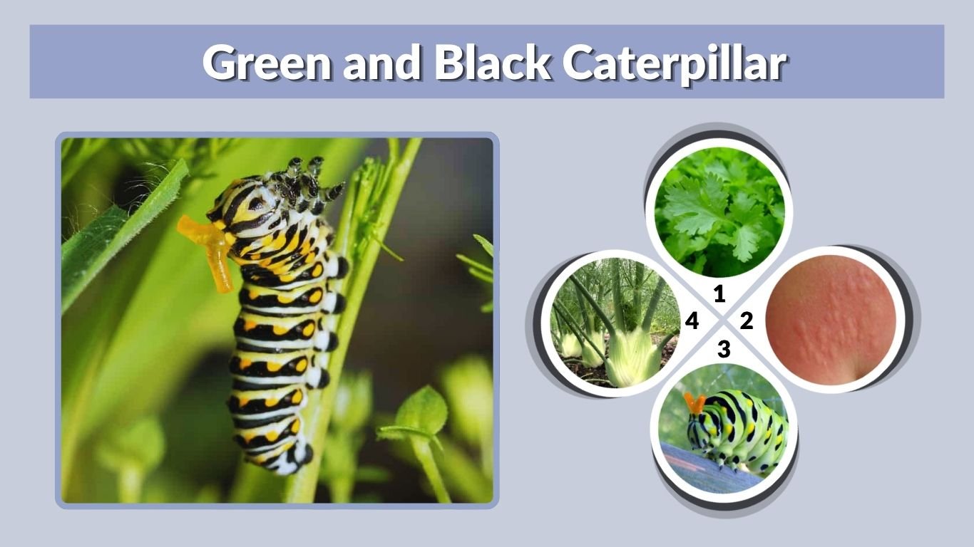 Green and Black Caterpillar: Diet and Identification Guide