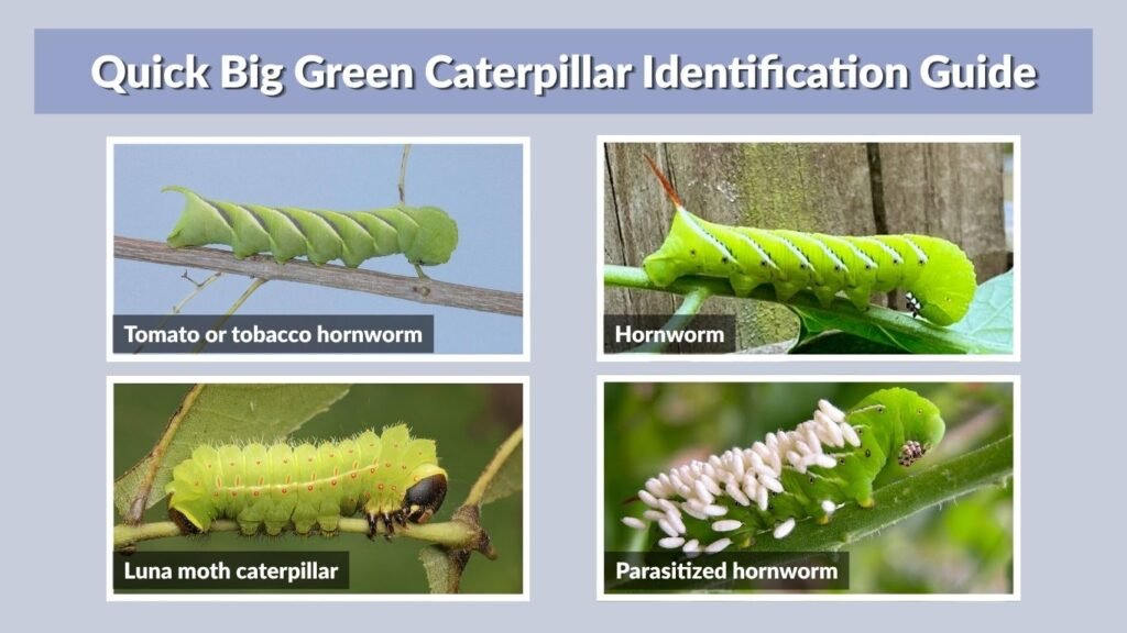 Quick Big Green Caterpillar Identification Guide