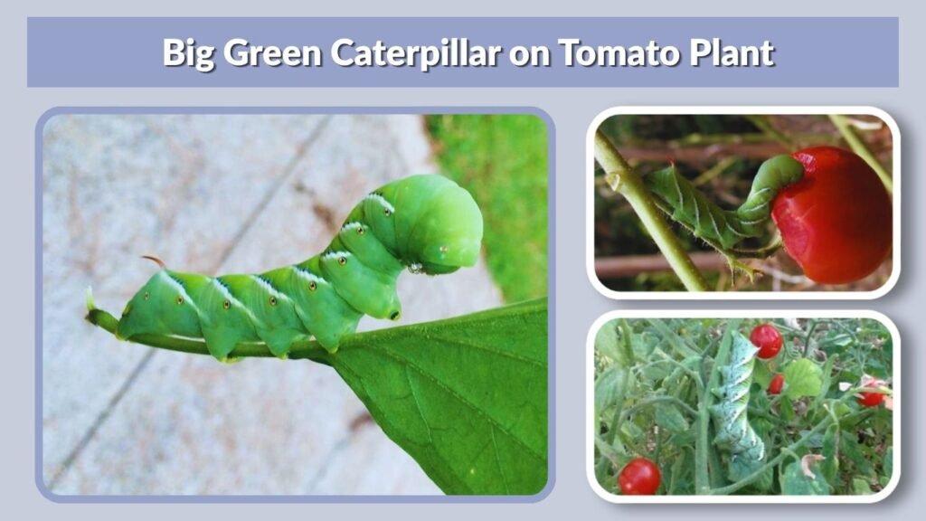 Big Green Caterpillar on Tomato Plant
