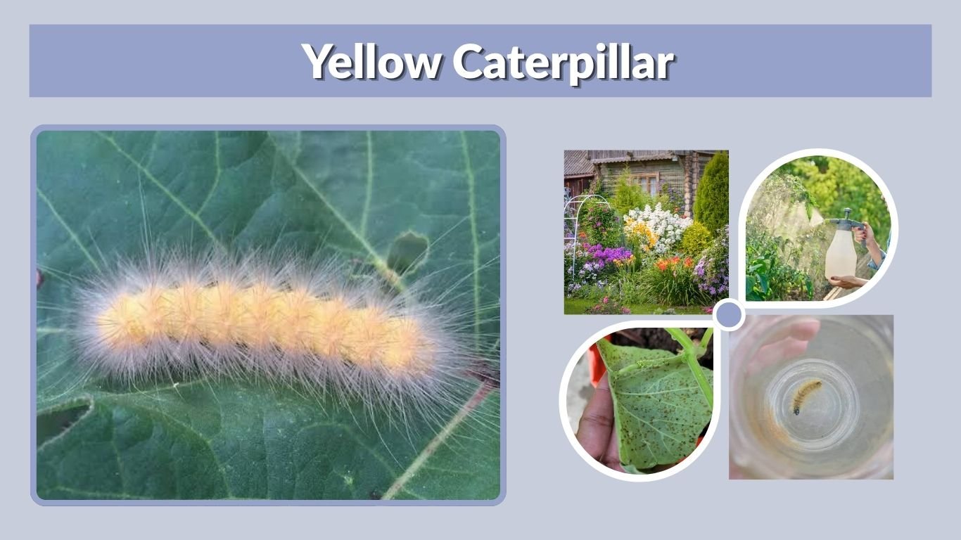 Yellow Caterpillar: Fuzzy, Spiky, Striped Types and Facts