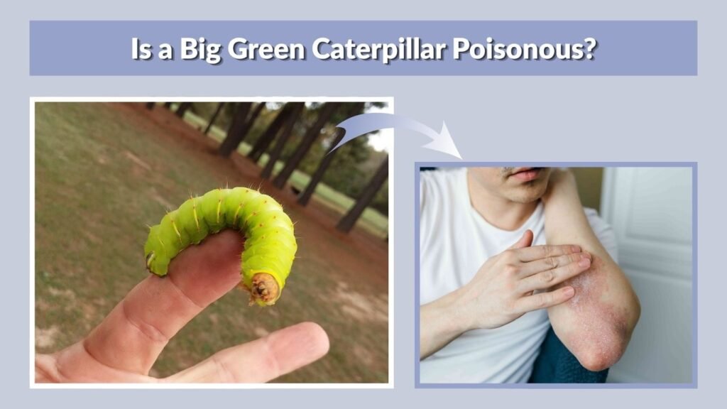 Is a Big Green Caterpillar Poisonous?