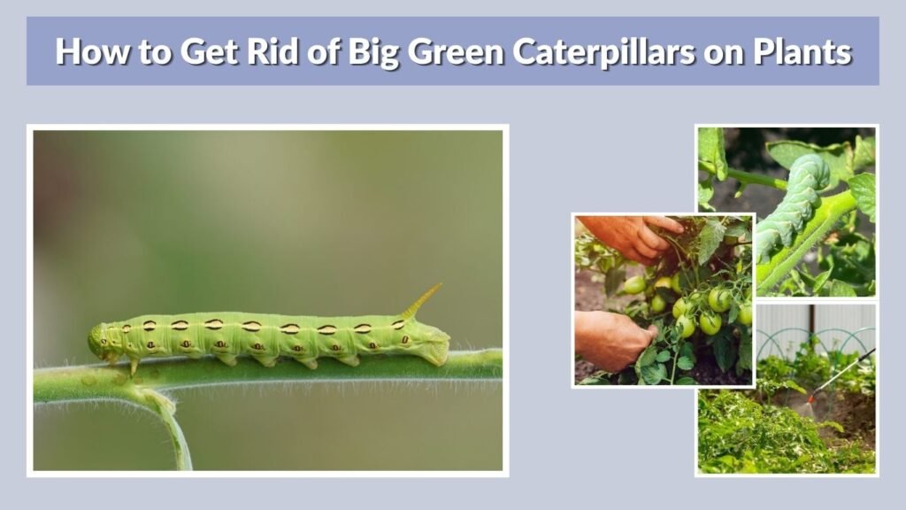 Spray plants with water to make hidden hornworms move.