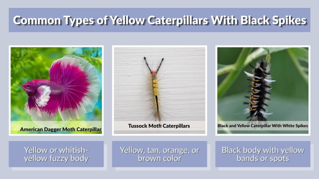Common Types of Yellow Caterpillars With Black Spikes