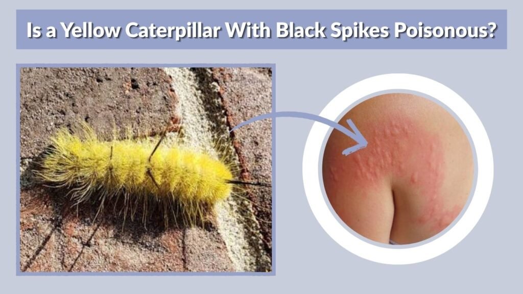 Is a Yellow Caterpillar With Black Spikes Poisonous?