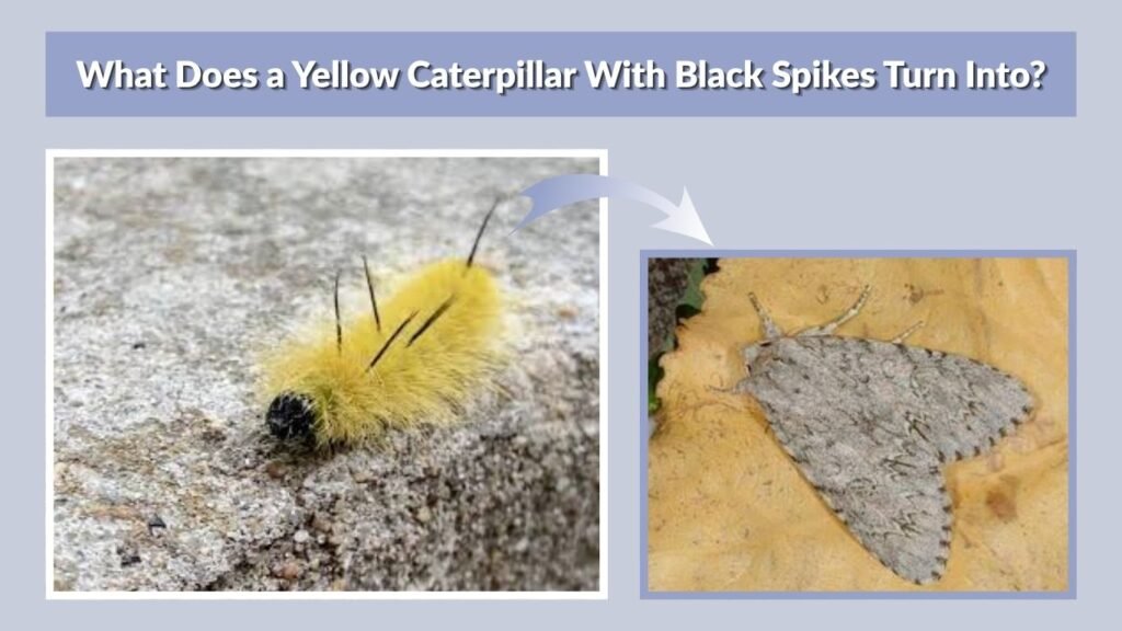What Does a Yellow Caterpillar With Black Spikes Turn Into?