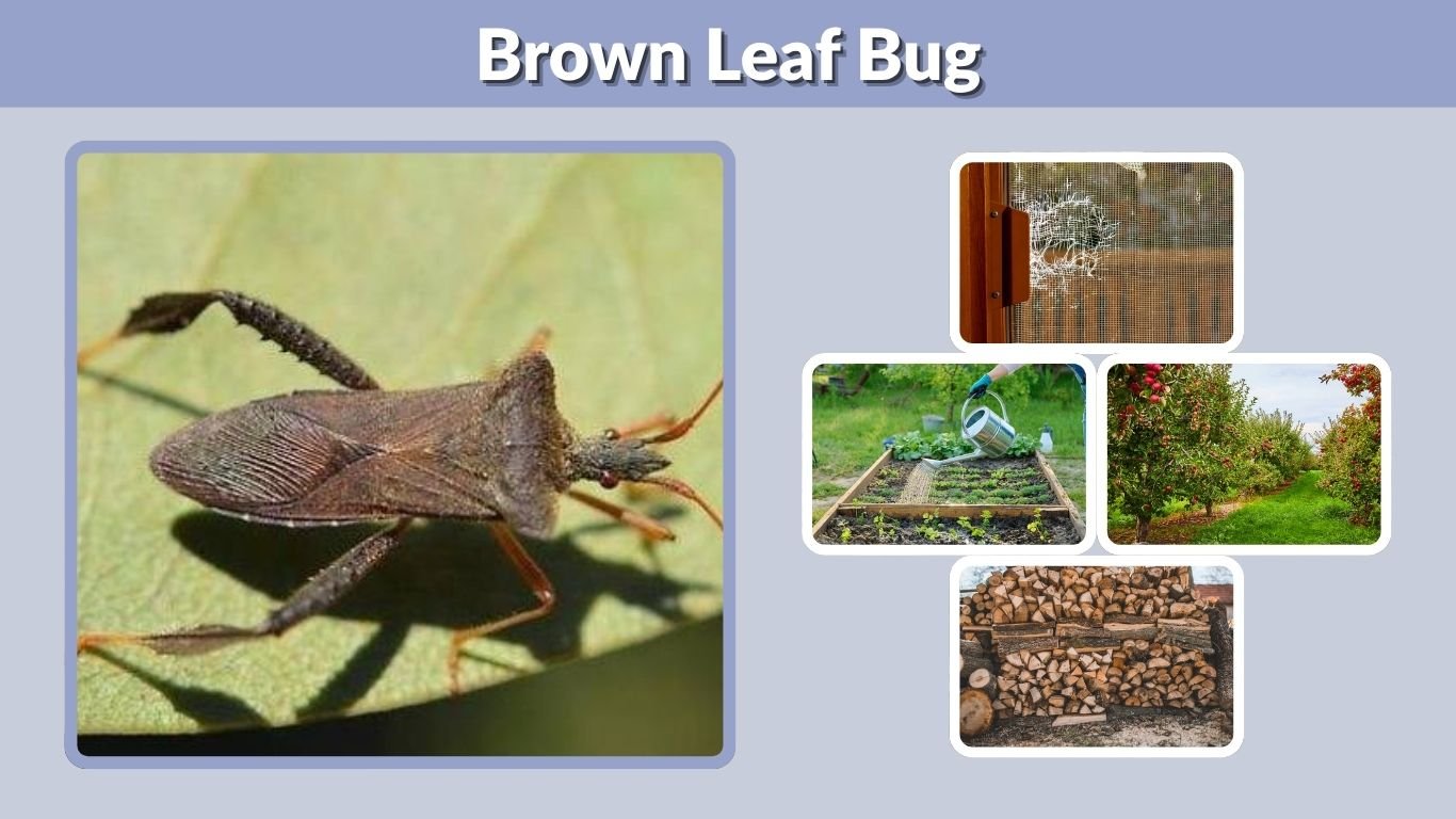 Brown Leaf Bug: Identification, Types, Bites, and Facts