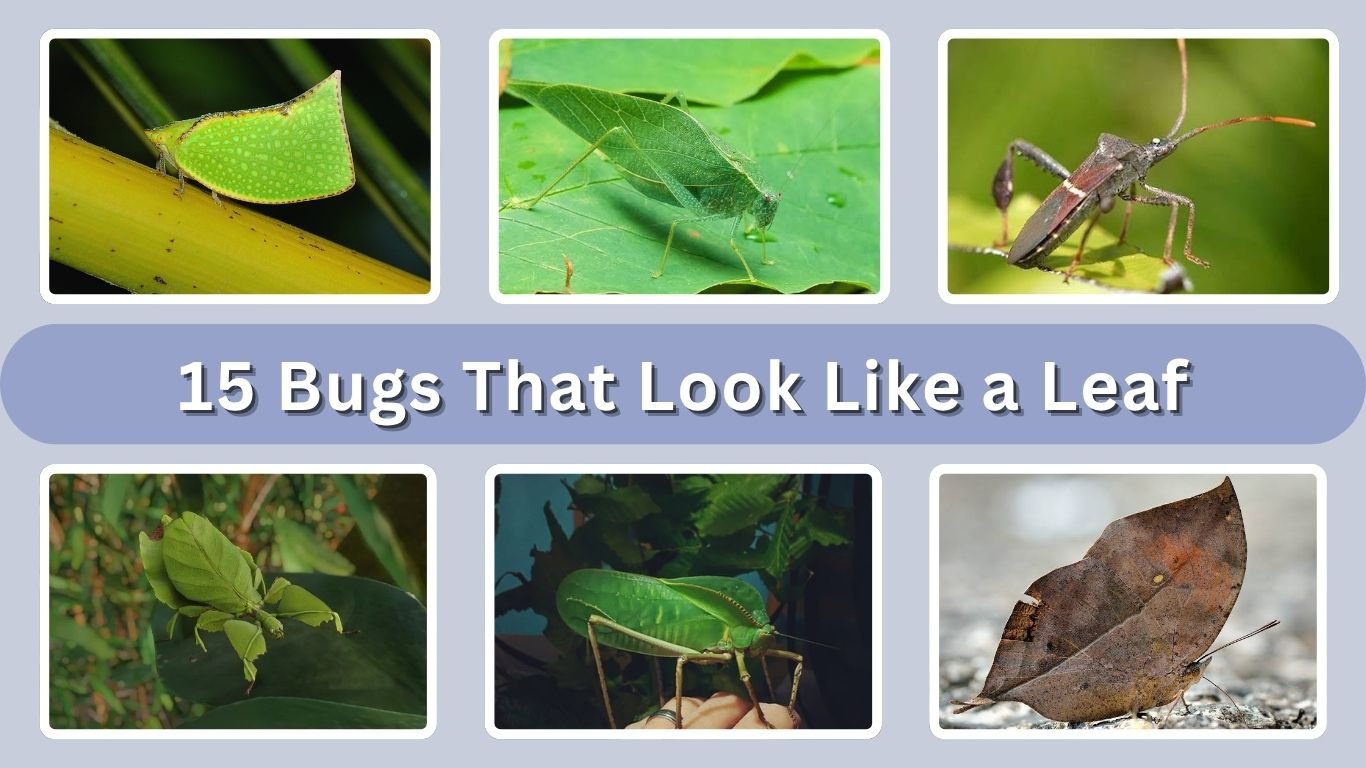 15 Bugs That Look Like a Leaf: Identification With Pictures