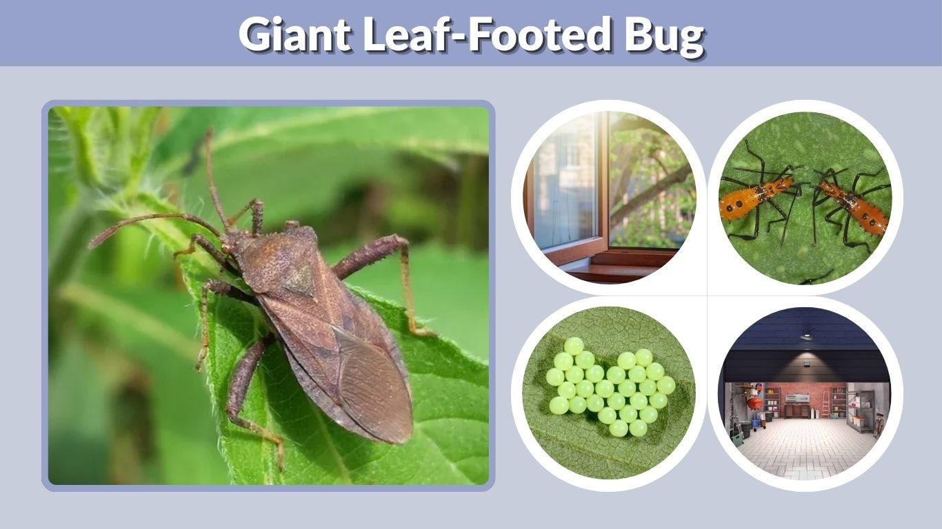 Giant Leaf-Footed Bug: Identification, Size, Bite, and Facts