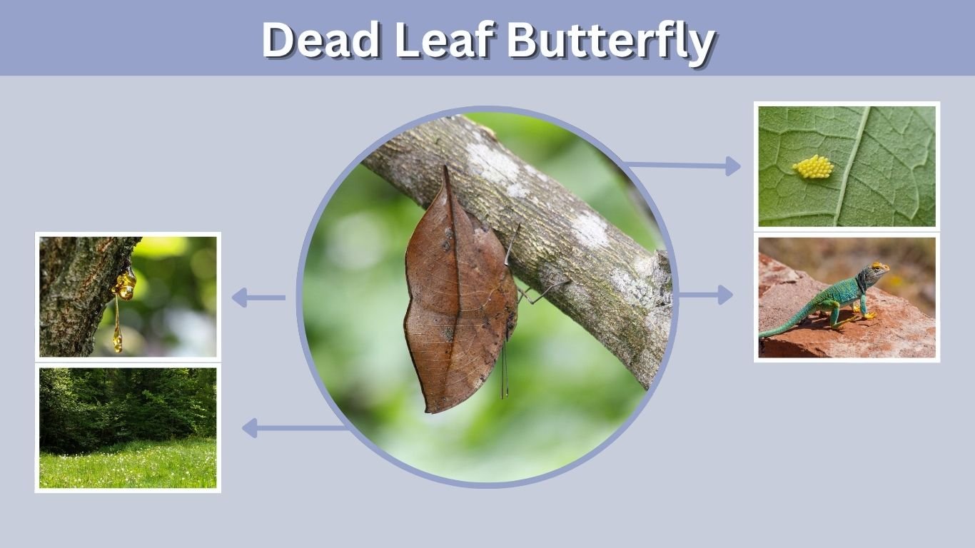 Dead Leaf Butterfly: Identification, Facts, Habitat & Diet