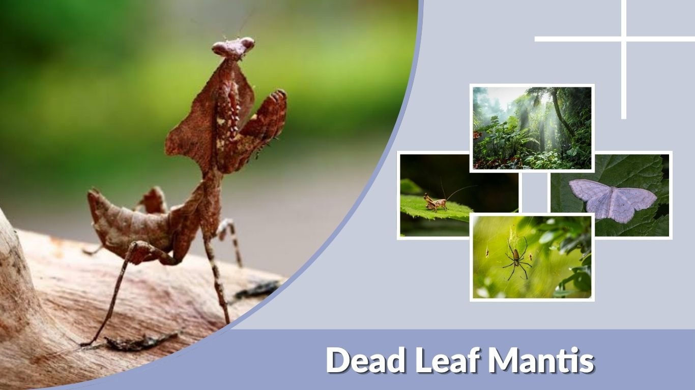 Dead Leaf Mantis: Facts, Camouflage, Habitat, Diet & Care