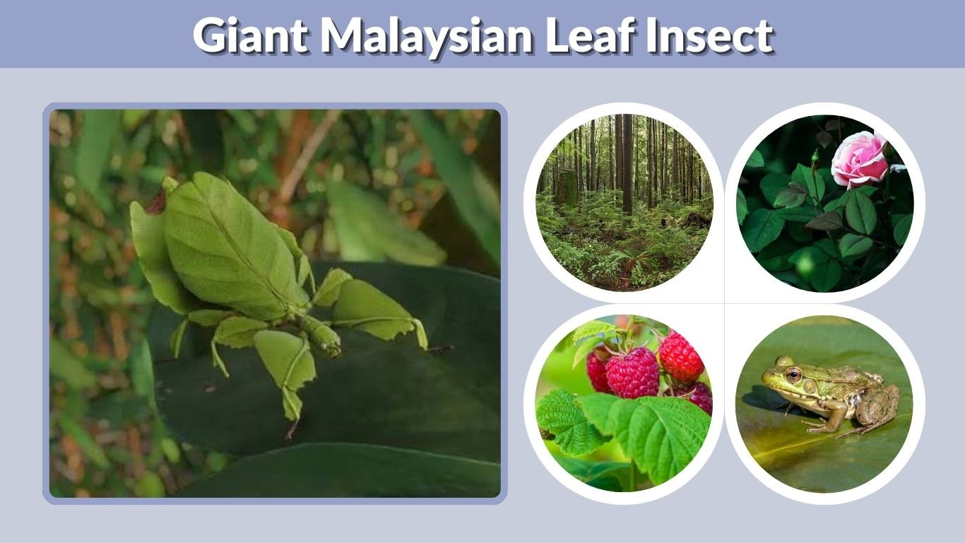 Giant Malaysian Leaf Insect: Facts, Lifespan, Diet & Life Cycle