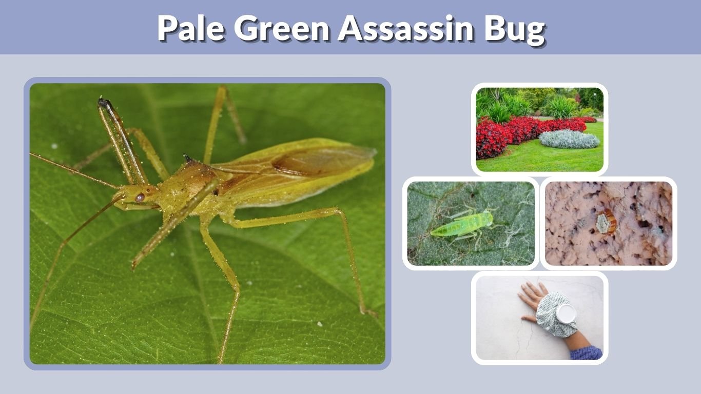Pale Green Assassin Bug: Identification, Bite and Facts