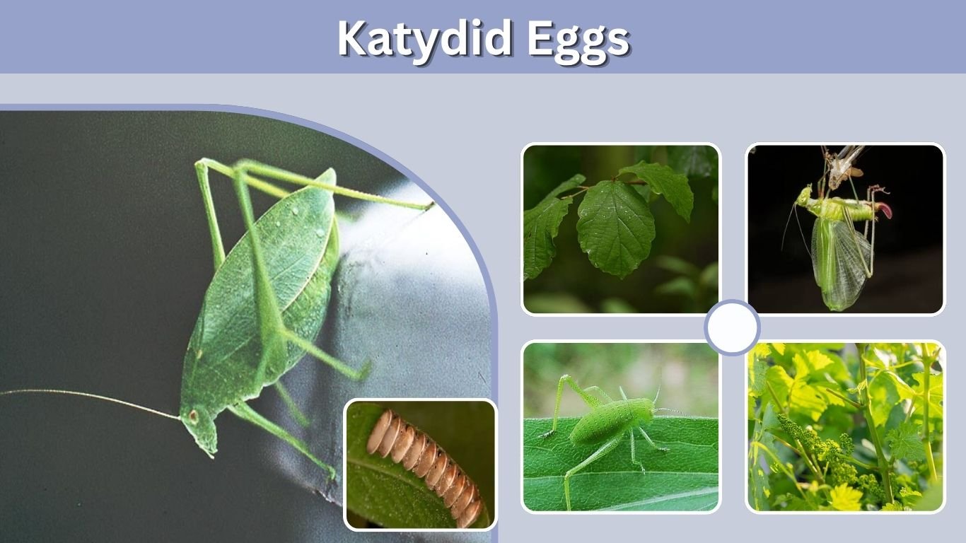 Katydid Eggs: What They Look Like and When They Hatch