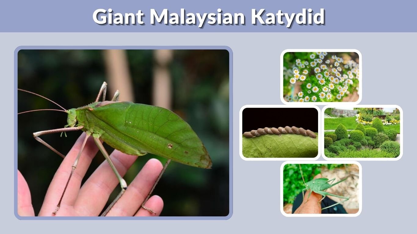 Giant Malaysian Katydid: Size, Diet, Bite, Pet Care & Facts